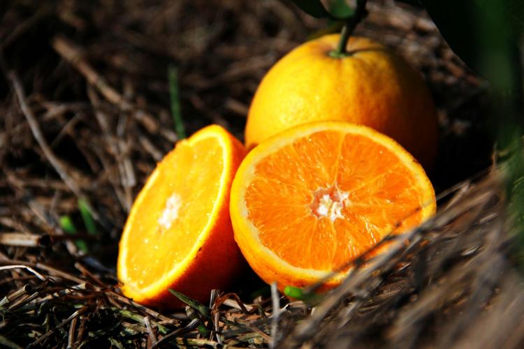  食品饮料 水果 橙子 >秭归夏橙三峡果园直发秭归脐橙夏橙水分足